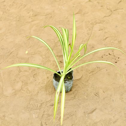 Buy Pandanus in 4 inch Nursery Bag Online | Urvann.com