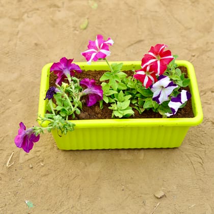 Buy Petunia (Any Colour) in 14 inch Green Premium Jupiter Rectangular Window Planter Online | Urvann.com