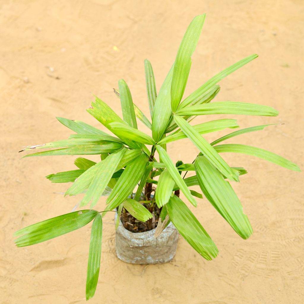 Raphis Palm in 5 inch Nursery Bag