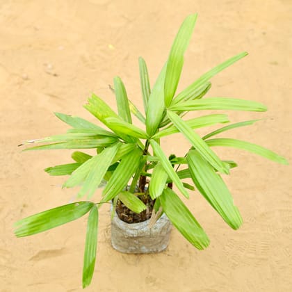 Buy Raphis Palm in 5 inch Nursery Bag Online | Urvann.com