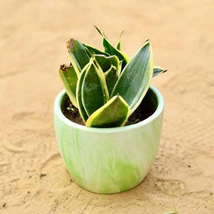 Buy Snake Dwarf Yellow in 4 inch Green Marble Handcrafted Cup Ceramic Pot- Gloss Finish indoor Plant Pot Online | Urvann.com