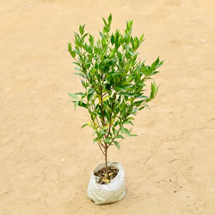 Buy Syzygium (~ 1.5 Ft) in 5 inch Nursery Bag Online | Urvann.com