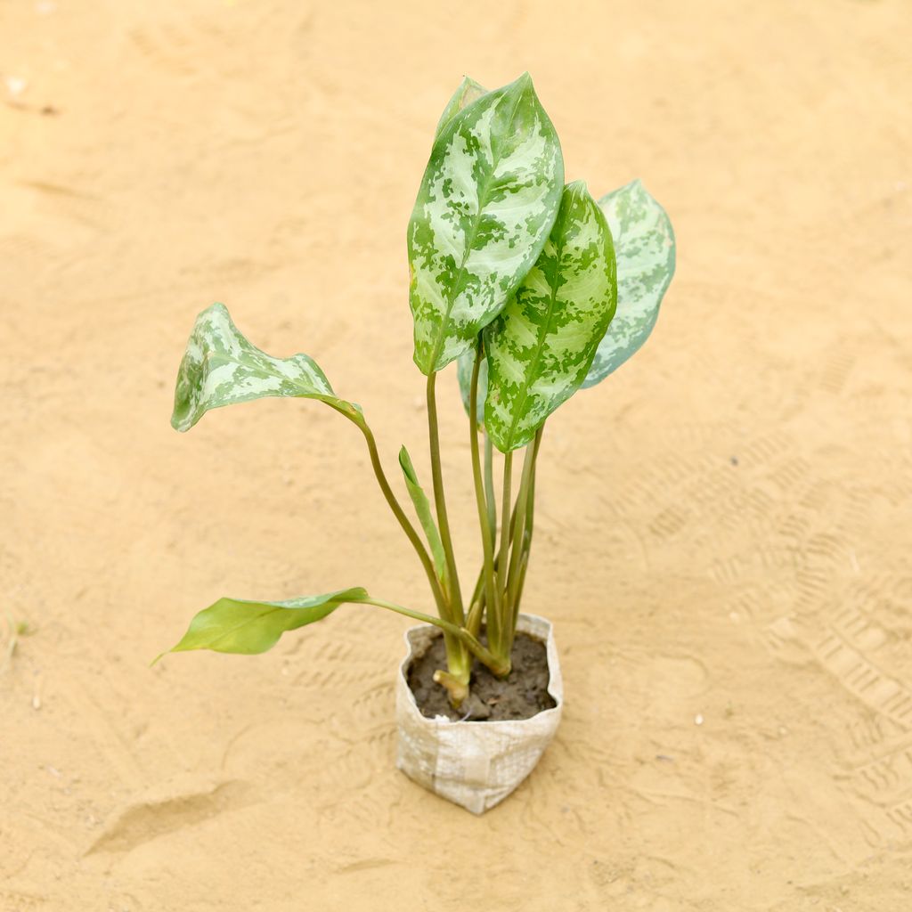 Aglaonema Filipica in 3 inch Nursery Bag