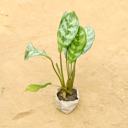 Buy Aglaonema Filipica in 3 inch Nursery Bag Online | Urvann.com