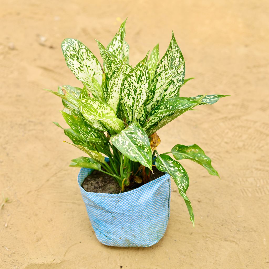 Aglaonema Milky White in 6 inch Nursery Bag