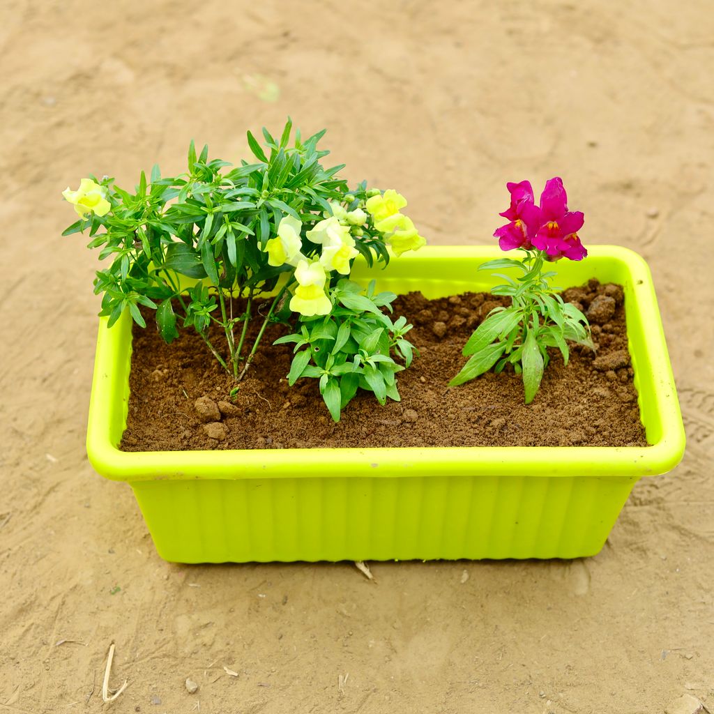 Antirrhinum Majus / Dog Flower (Any Colour) in 14 inch Green Premium Jupiter Rectangular Window Planter