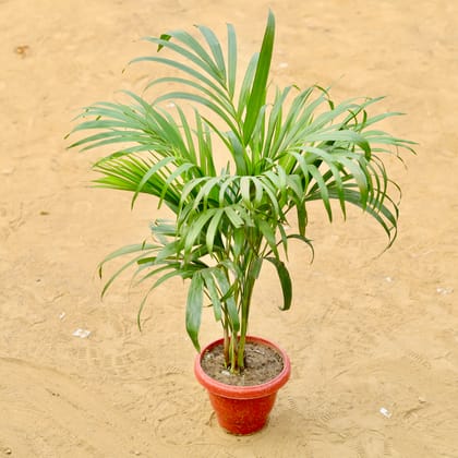 Buy Areca Palm (~ 2.5 Ft) in 8 inch Terracotta Red Classy Plastic Pot Online | Urvann.com