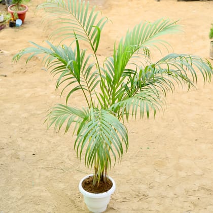 Buy Areca Palm (~ 5 Ft) (3 in 1) 10 inch White Classy Plastic Pot Online | Urvann.com