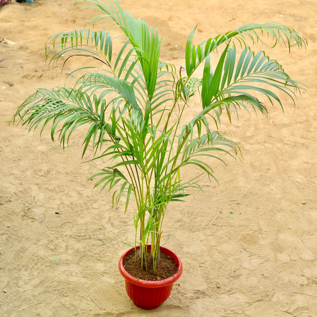 Areca Palm (~ 5 Ft) Bushy 12 inch Terracotta Red Olive Plastic Pot