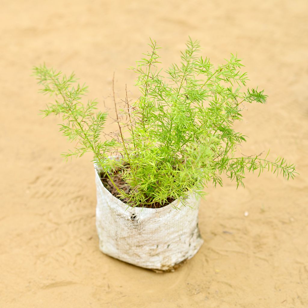 Aspara Grass in 3 inch Nursery Bag