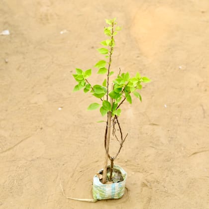 Buy Bougainvillea (~ 1.5 Ft) in 3 inch Nursery Bag Online | Urvann.com