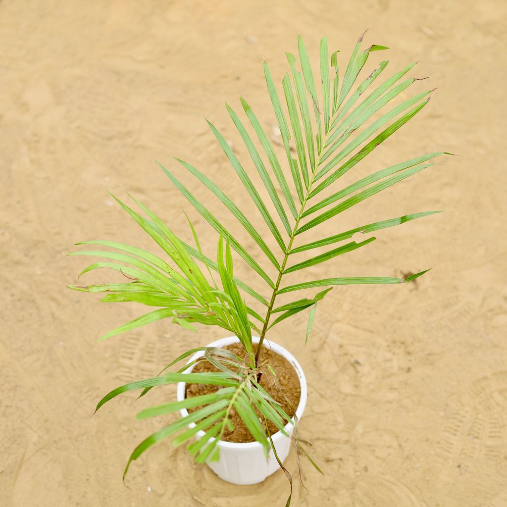 Cane / Bamboo Palm (~ 1.5 Ft) in 6 inch White Super Nursery Pot