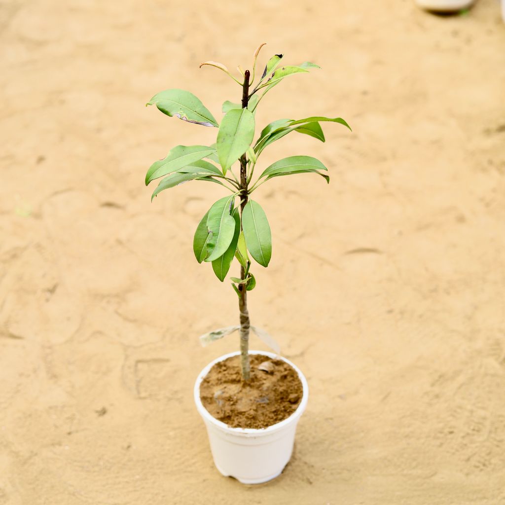 Chiku / Sapodilla in 4 inch White Nursery Pot