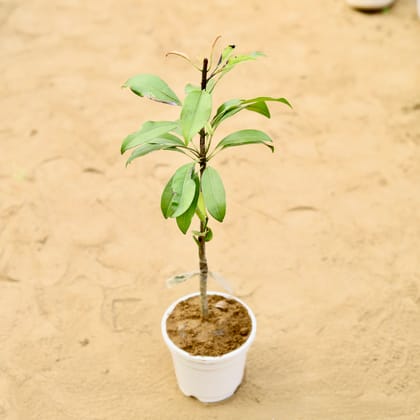 Buy Chiku / Sapodilla in 4 inch White Nursery Pot Online | Urvann.com