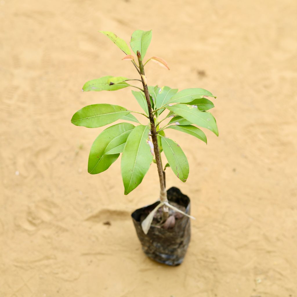 Chiku / Sapodilla in 3 inch Nursery Bag