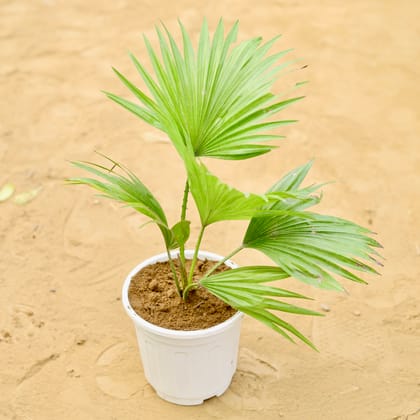 Buy China / Fan Palm in 6 inch White Super Nursery Pot Online | Urvann.com