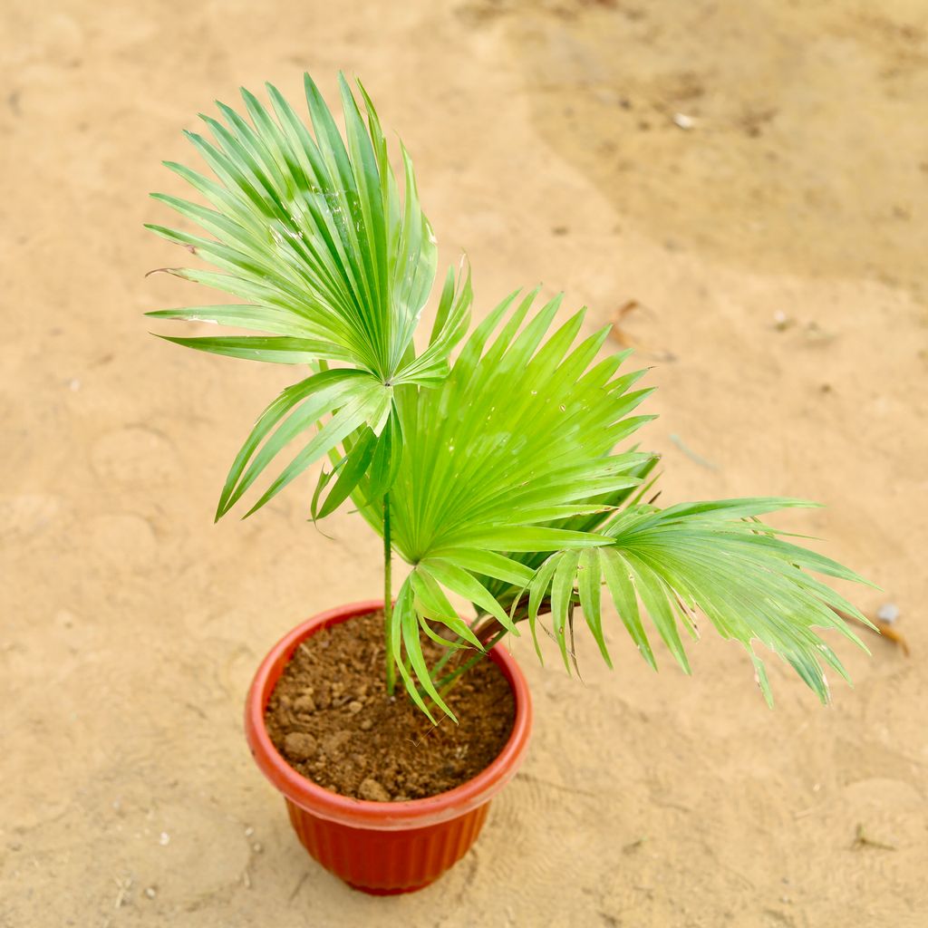 China / Fan Palm in 8 inch Terracotta Red Olive Plastic Pot