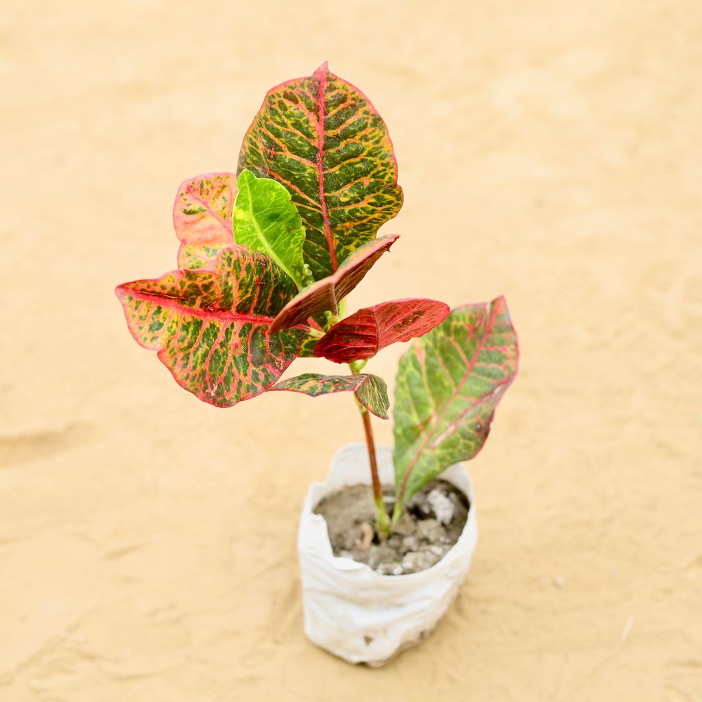 Croton Petra Bangalore in 3 inch Nursery Bag