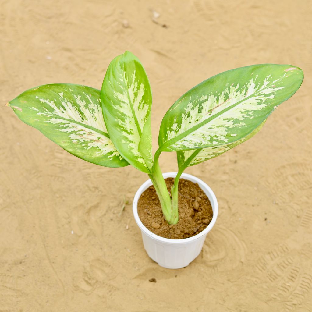 Dieffenbachia in 6 inch White Super Nursery Pot