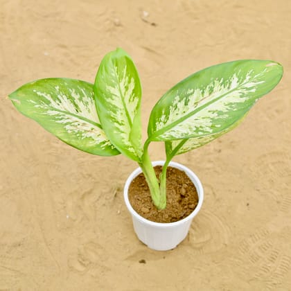 Buy Dieffenbachia in 6 inch White Super Nursery Pot Online | Urvann.com