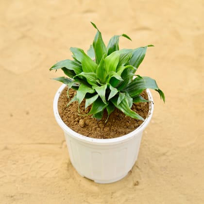 Buy Dracaena Compacta in 6 inch White Super Nursery Pot Online | Urvann.com