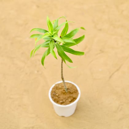 Buy Dracaena Messenger Vareigated in 4 inch White Nursery Pot Online | Urvann.com