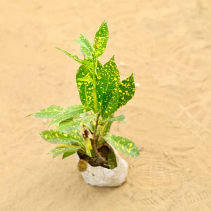 Baby Croton in 4 Inch Nursery Bag