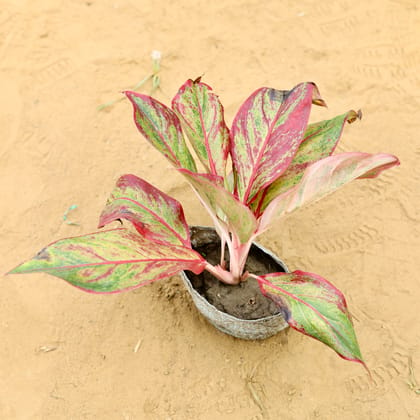 Aglaonema Lipstick in 4 Inch Nursery Bag