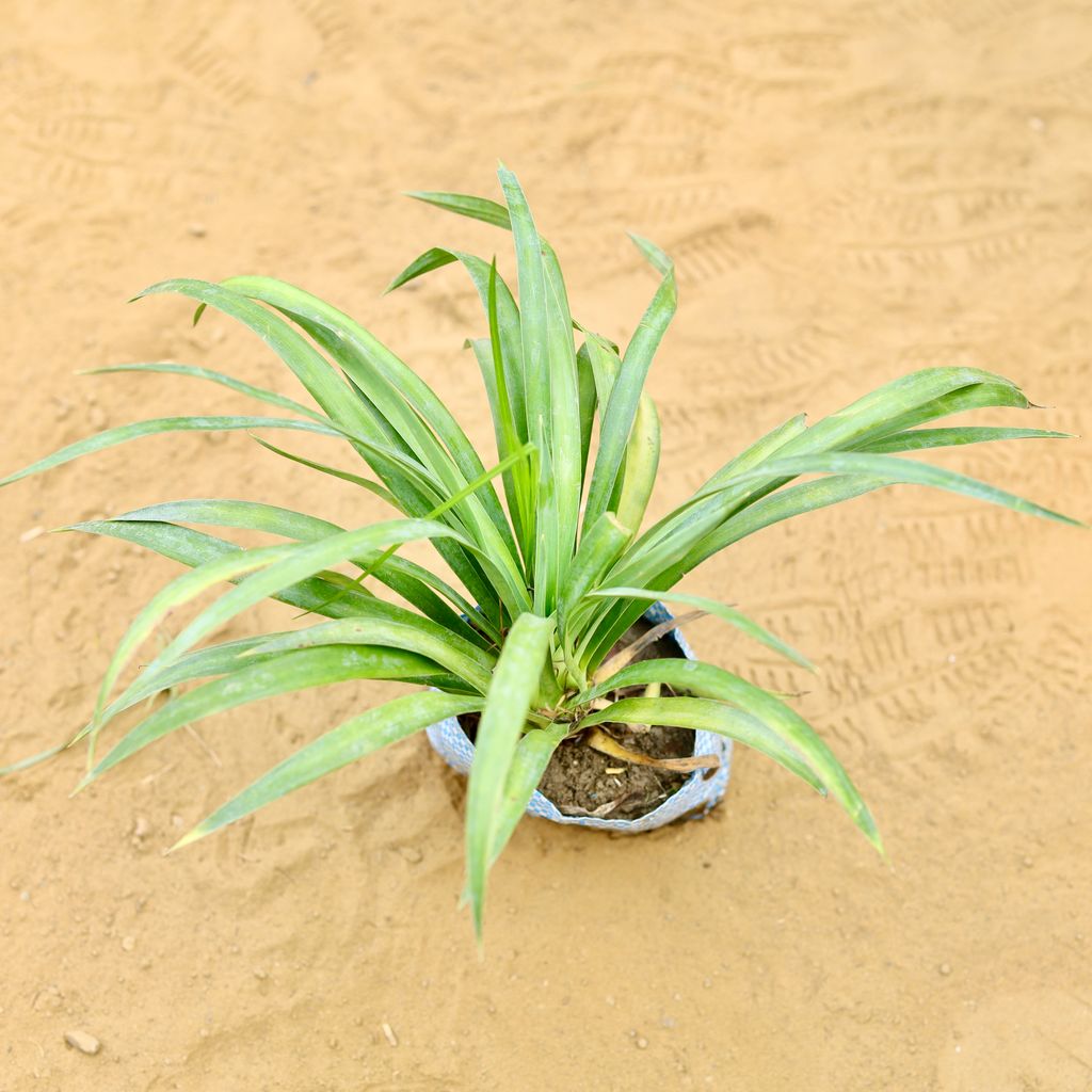 Dracaena Messenger Green in 4 Inch Nursery Bag