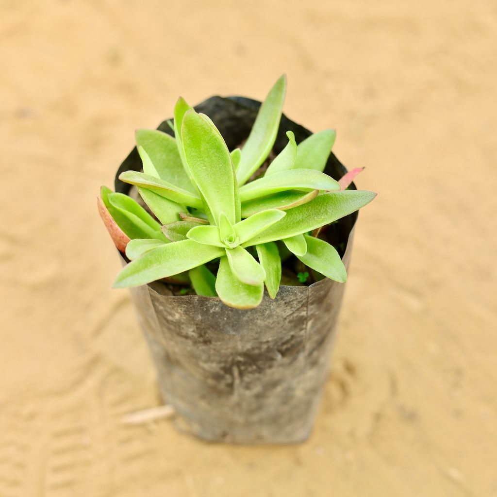 Pagoda Red Succulent in 4 Inch Nursery Bag