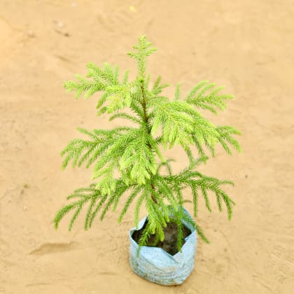 Araucaria / Christmas Tree (~ 1 Ft) in 4 Inch Nursery Bag