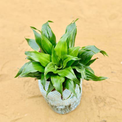 Dracaena Compacta in 4 Inch Nursery Bag