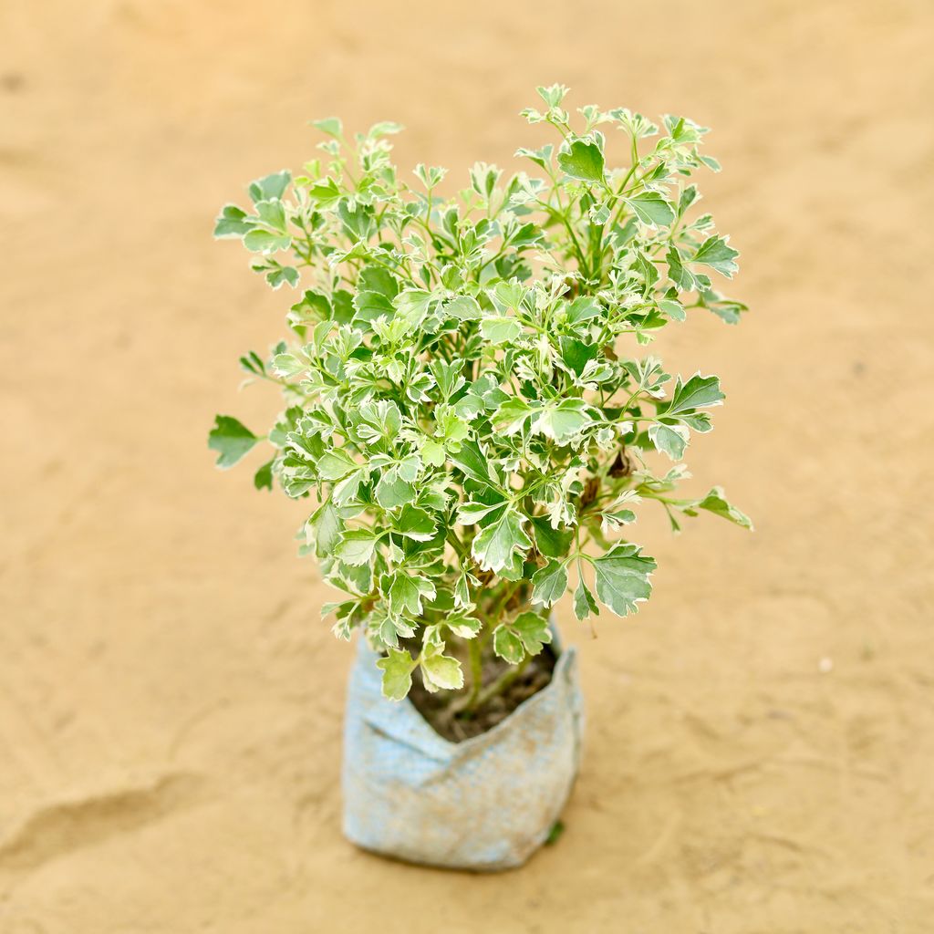 Aralia White in 4 Inch Nursery Bag