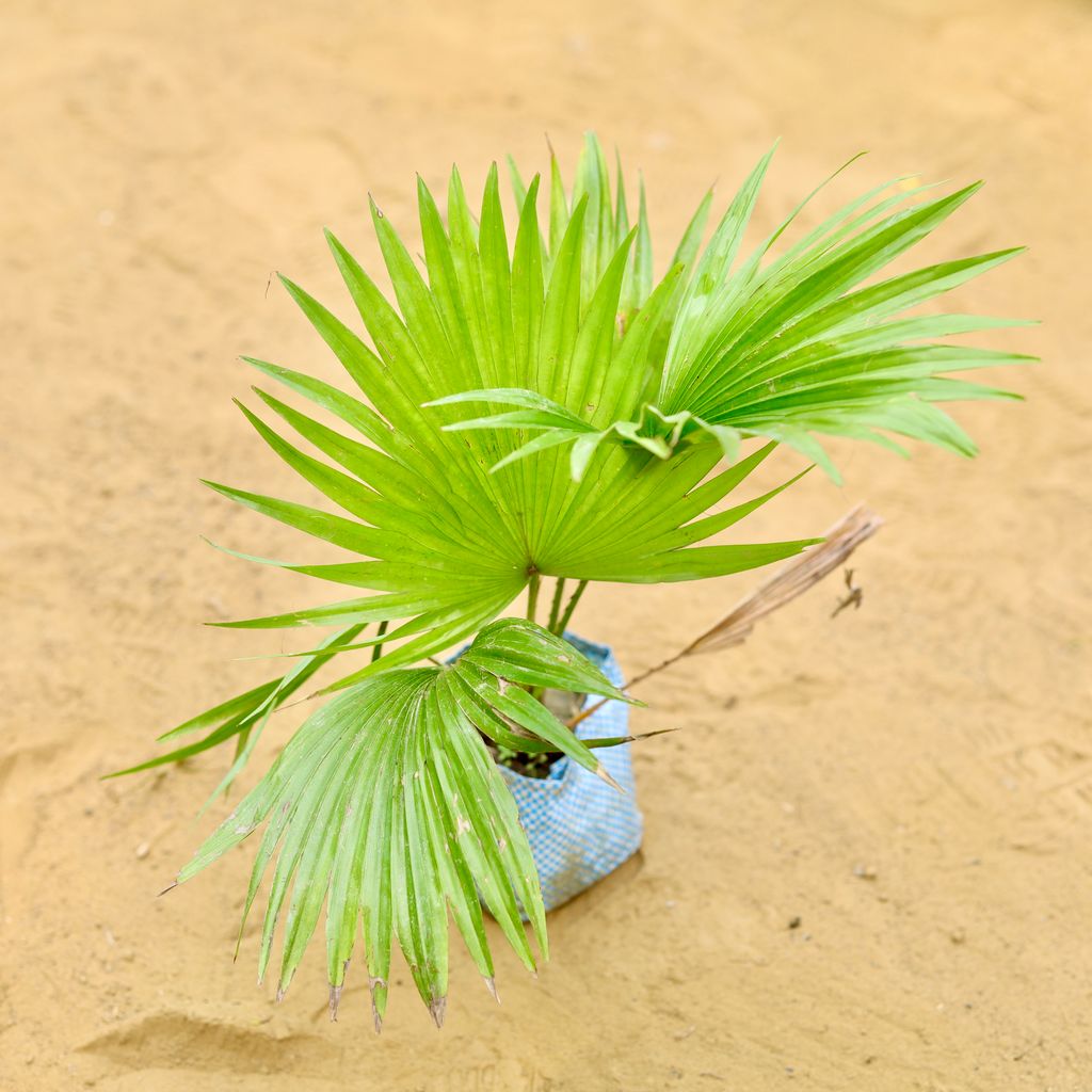 China / Fan Palm in 4 Inch Nursery Bag