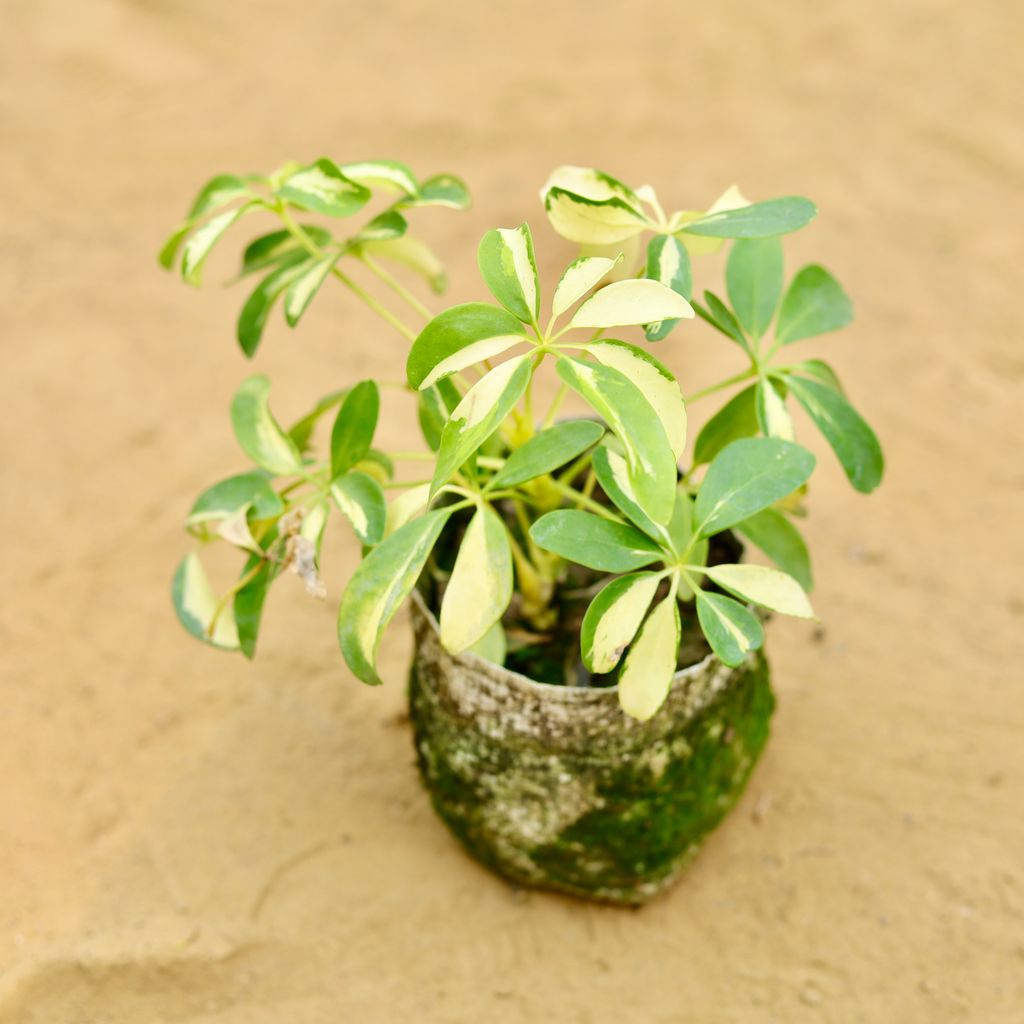 Schefflera Vareigated Mini in 4 Inch Nursery Bag