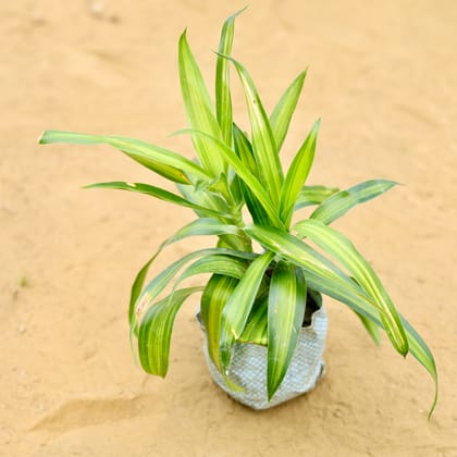 Dracaena Messenger Green (2 In 1) in 4 Inch Nursery Bag