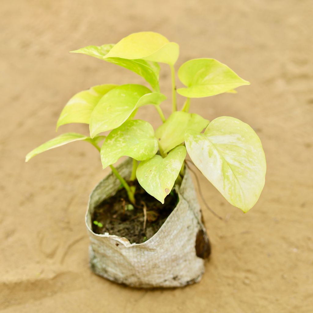 Money Plant Golden in 4 Inch Nursery Bag