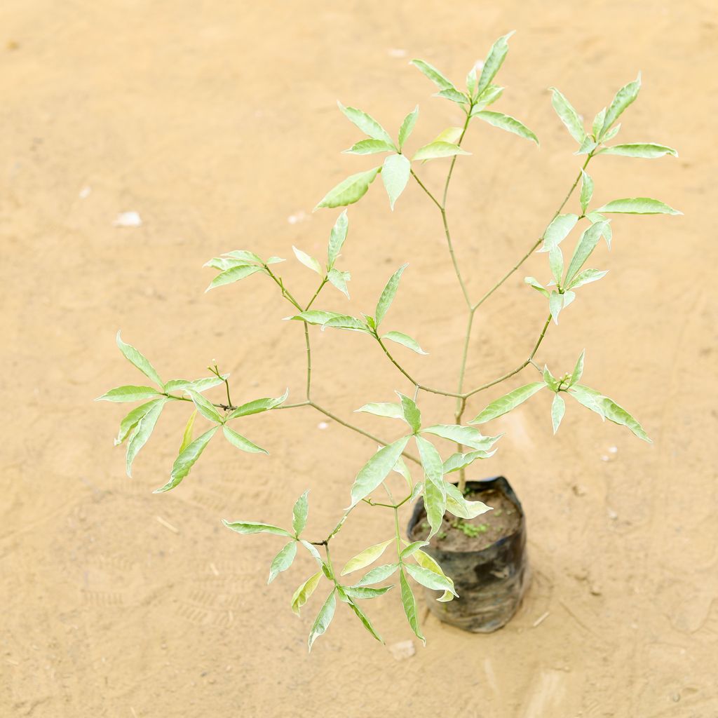 Chandni Variegated (~ 2 Ft) in 5 Inch Nursery Bag