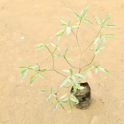 Chandni Variegated (~ 2 Ft) in 5 Inch Nursery Bag