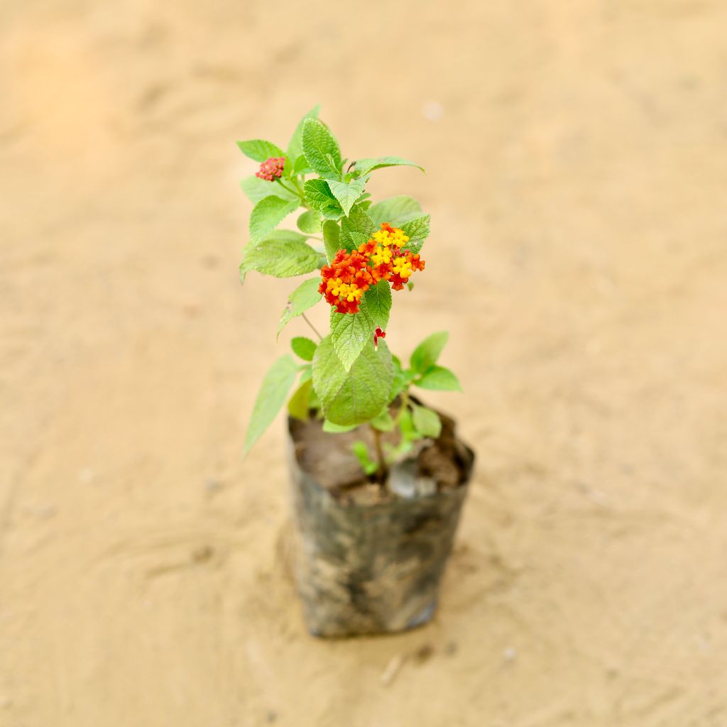 Lantana Red in 3 Inch Nursery Bag