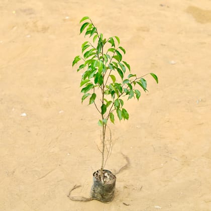 Ficus Benjamina (~ 3.5 Ft) in 3 Inch Nursery Bag