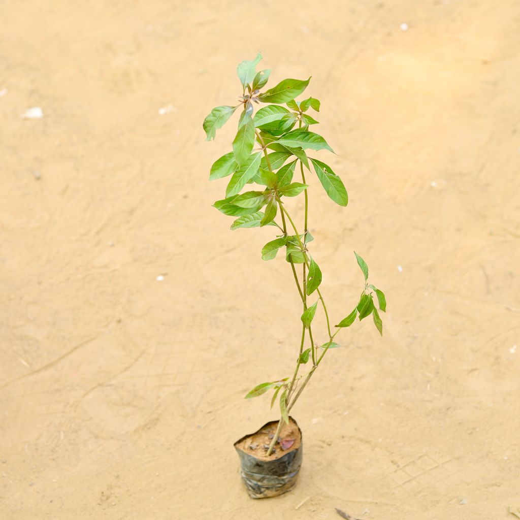 Hamelia / Firebush  in 4 Inch Nursery Bag