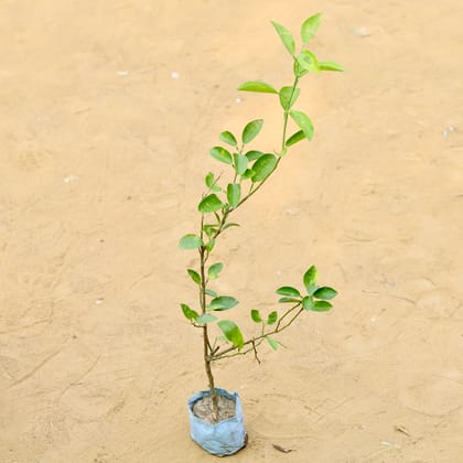 Lemon / Nimbu Grafted in 4 Inch Nursery Bag