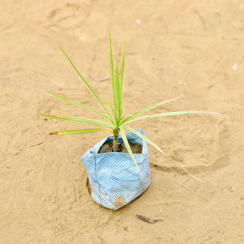 Dracaena Colorama Green in 4 Inch Nursery Bag