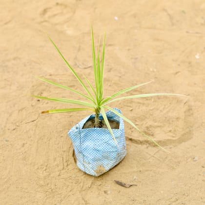 Dracaena Colorama Green in 4 Inch Nursery Bag