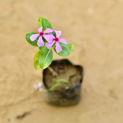 Sadabahar / Periwinkle / Vinca Desi (any colour) in 4 Inch Nursery Bag