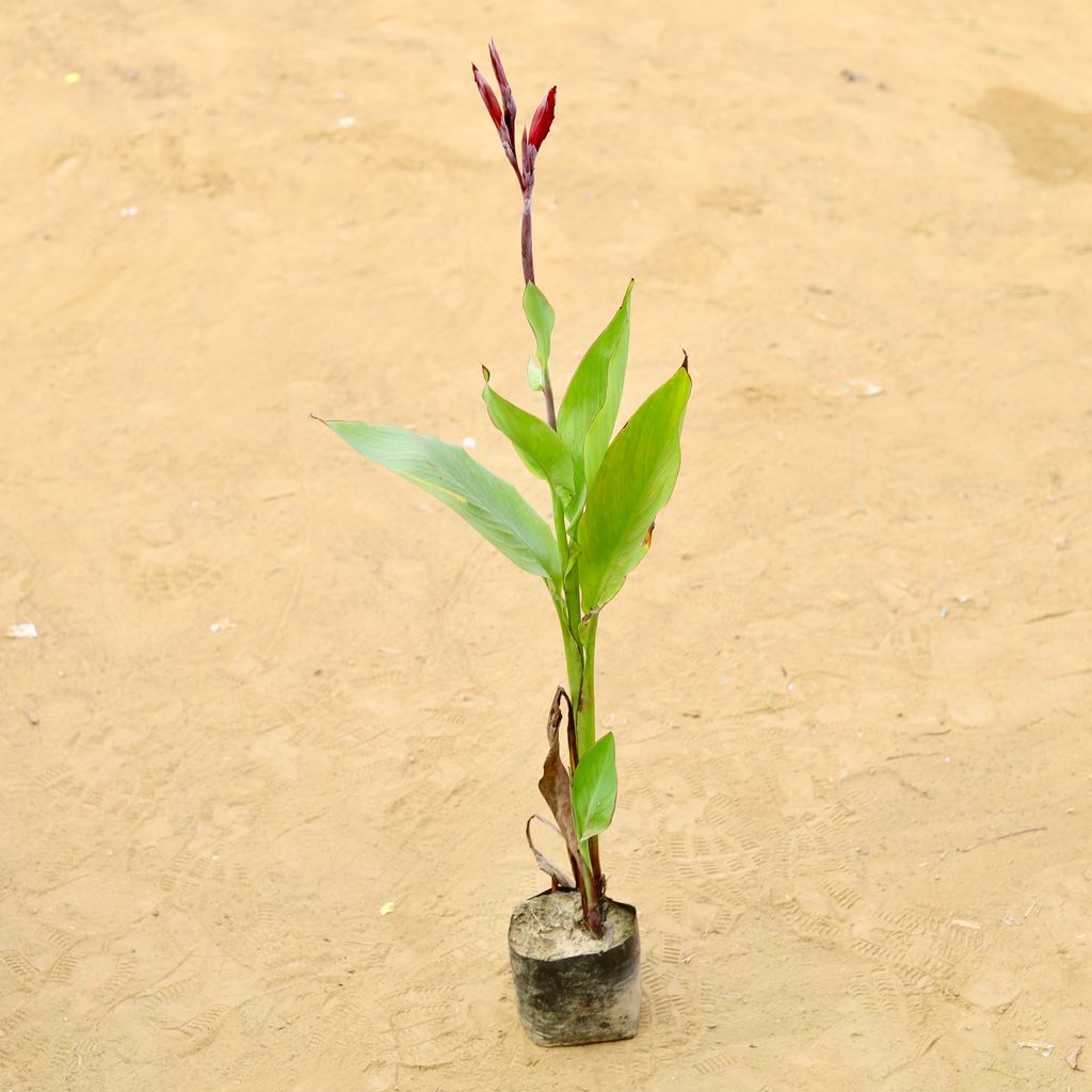 Canna Lily (~ 2 Ft) in 3 Inch Nursery Bag