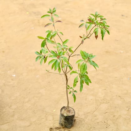 Hamelia / Firebush (~ 3.5 Ft) in 5 Inch Nursery Bag