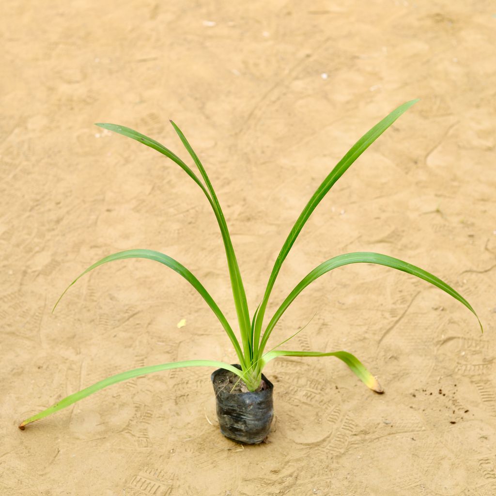 Spider Lily in 3 Inch Nursery Bag