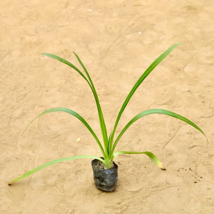 Spider Lily in 3 Inch Nursery Bag